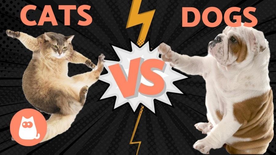 Cats vs Dogs:   There Is No Comparison