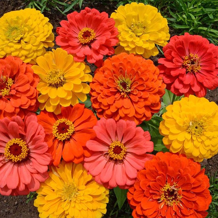 Spring Bloom