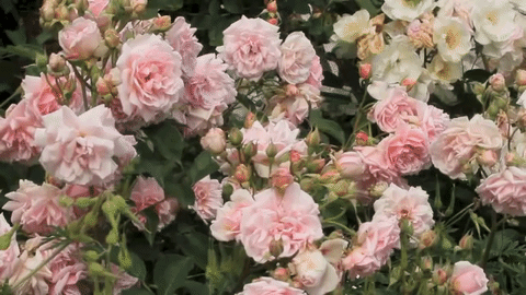 Spring Bloom